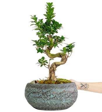 Magnificent Saksıda S Gövde Ficus Ginseng Bonsai Tasarım