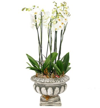 Barok Serisi 6 Dal Beyaz Orkide Tasarım