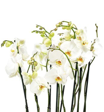 Barok Serisi 6 Dal Beyaz Orkide Tasarım