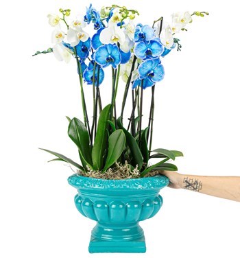 Barok Serisi Mavi-Beyaz Orkide Tasarım