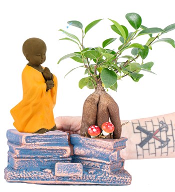 Library Serisi Mini Ficus Ginseng Bonsai Tasarım - Buda