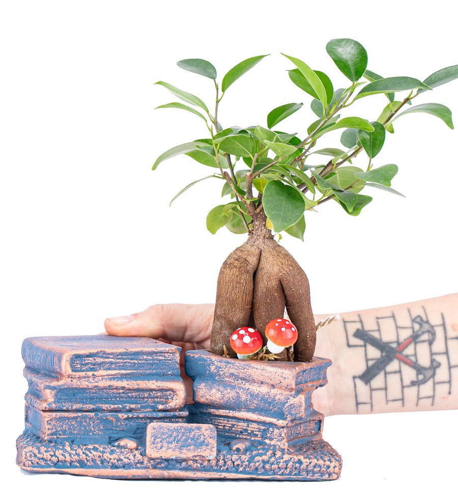 Library Serisi Mini Ficus Ginseng Bonsai Tasarım