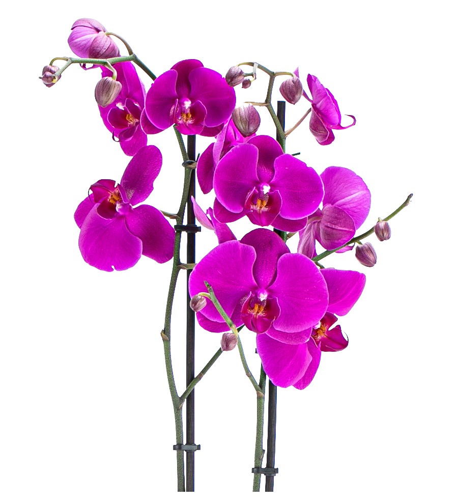 Magnificent Serisi Pembe Orkide Tasarım