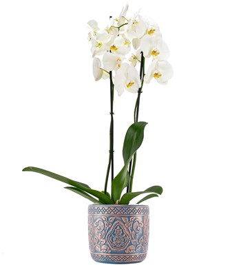 XL Kayıp Hazine Serisi Premium İthal 80 cm Çift Dal Beyaz Orkide Tasarım 