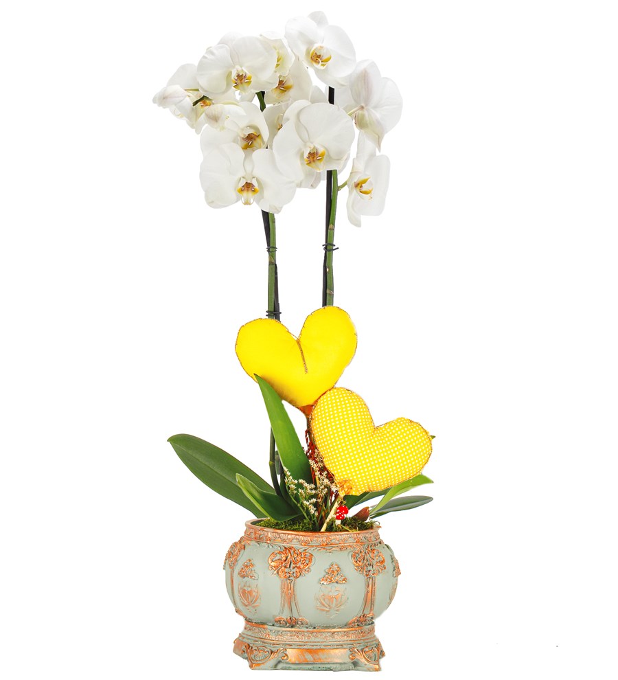 Caravaggio Serisi Premium İthal 80 cm Çift Dal Beyaz Orkide Tasarım - Sarı Kalpler