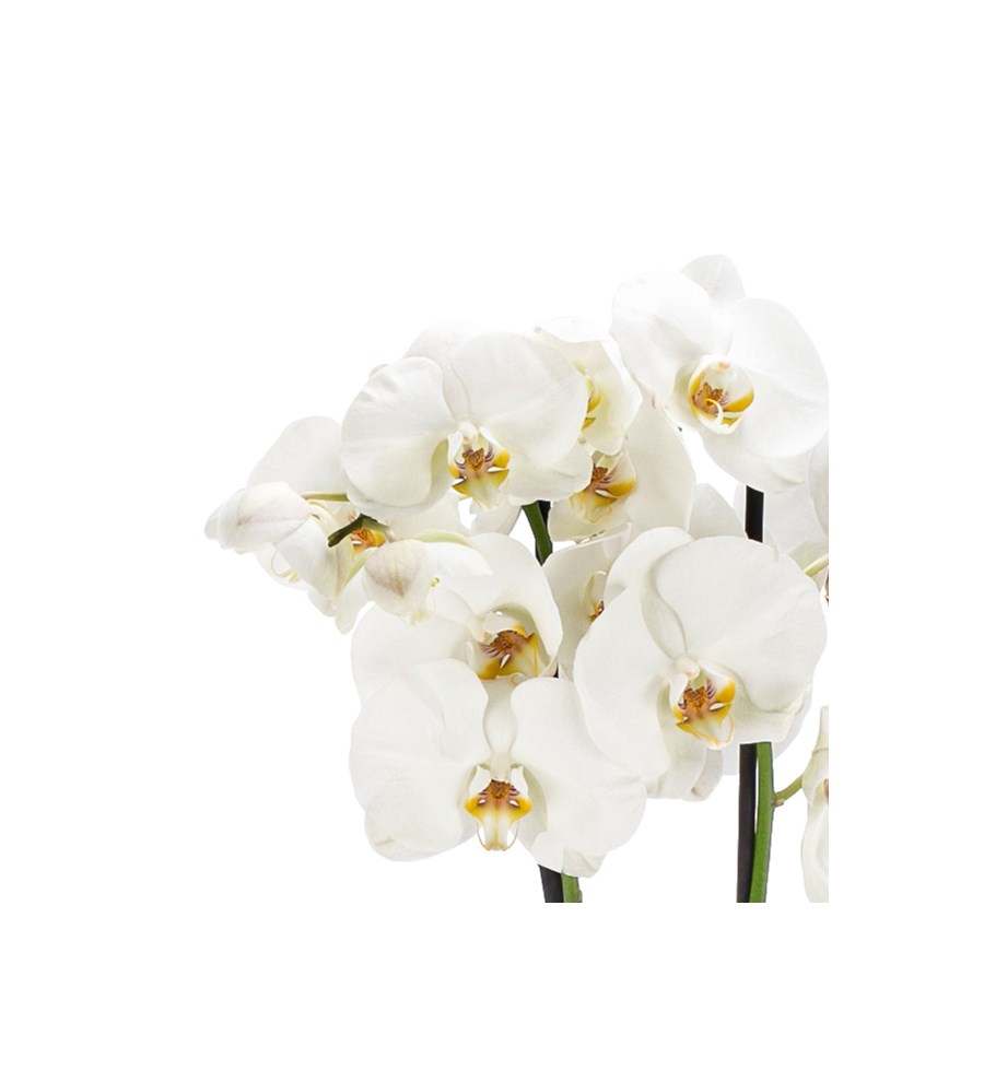Caravaggio Serisi Premium İthal Çift Dal Beyaz Orkide Tasarım