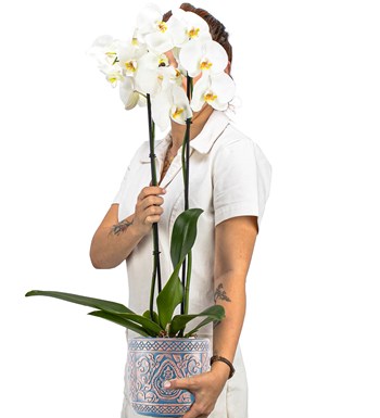 XL Kayıp Hazine Serisi Premium İthal 80 cm Çift Dal Beyaz Orkide Tasarım 