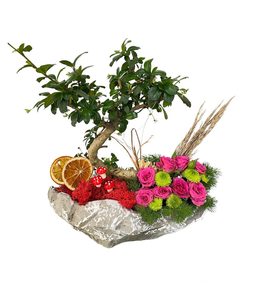 Kayık Saksıda Bonsai Ve Renkli Çardak Güller 