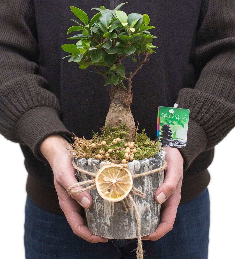 Taş Vazo Bonsai Tasarımı