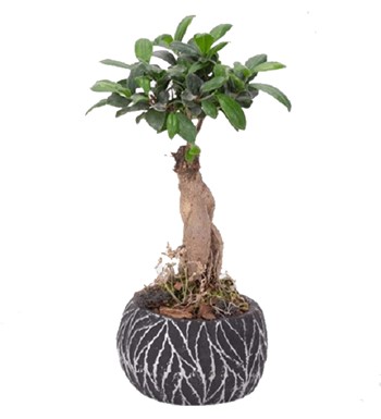 Zebra Saksıda Ginseng Bonsai