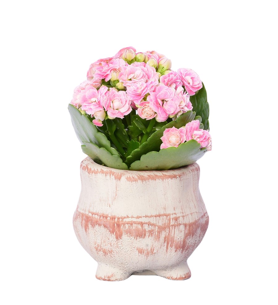 Tita Saksıda Kalanchoe