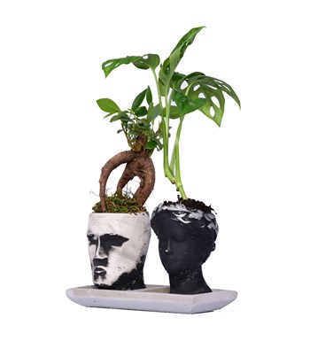 Aşkın Büyüsü Bonsai ve Deve Tabanı