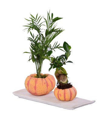 Kabak Saksı Serisi Areka Dağ Palmiyesi ve Mini Bonsai 