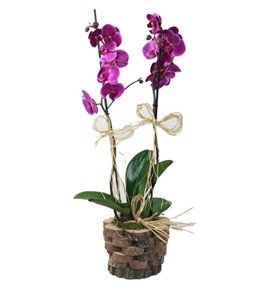 Dekoratif Ahşap İçerisinde Mor Orkide 