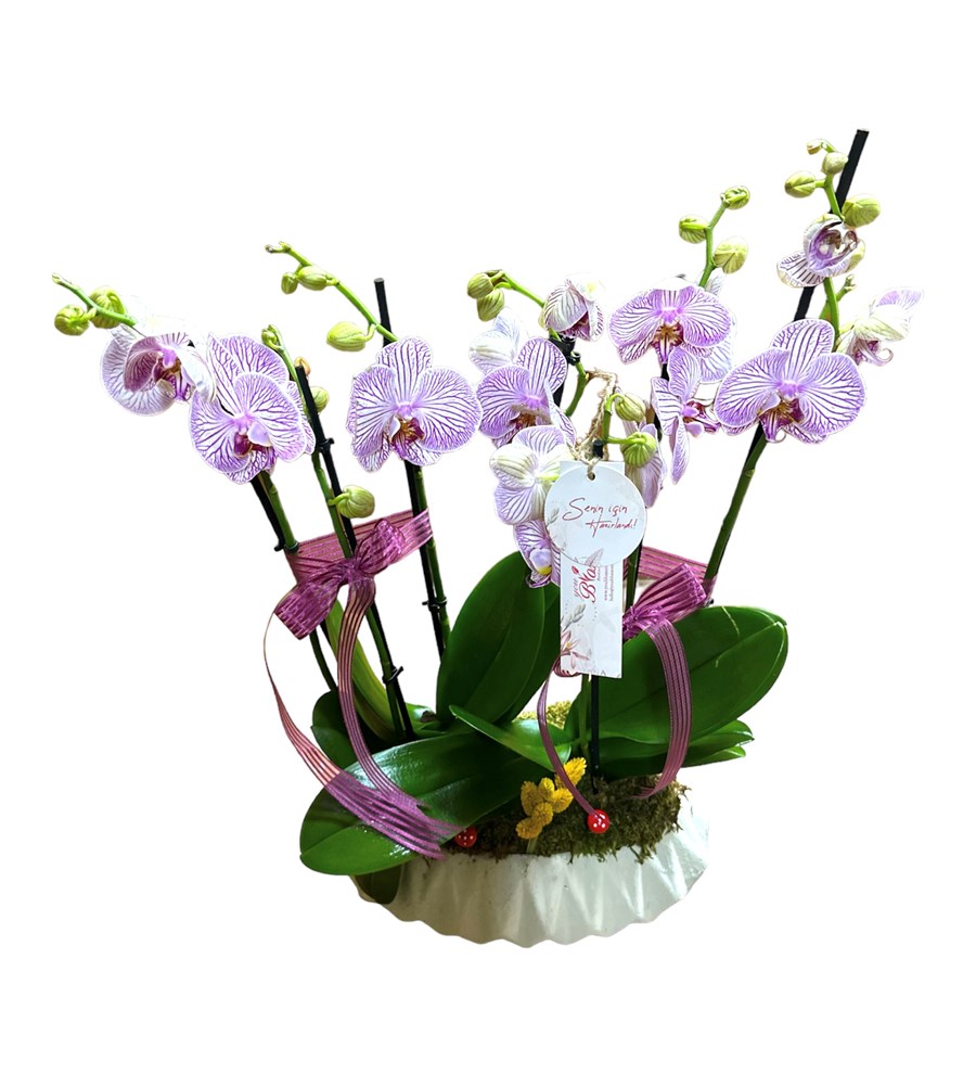 6 Dallı Pembe Çizgili Deluxe Orkide
