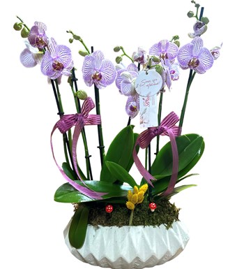 6 Dallı Pembe Çizgili Deluxe Orkide