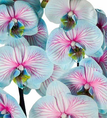 Lilyana Flowers - Wonder Orkide - Okyanus Işıltısı
