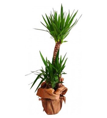 Yucca 3 Köklü