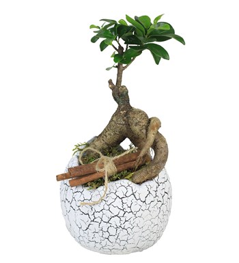 Yumurta Vazoda Ginseng Bonsai