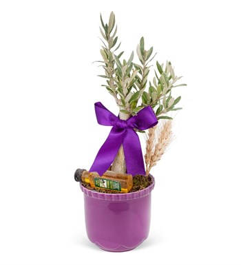 Zeytin Ağacı - Mini Zeytin Mor Lily