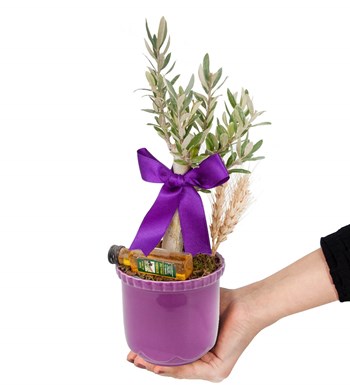 Zeytin Ağacı - Mini Zeytin Mor Lily